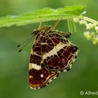 Landkärtchen (Araschnia  levana)  