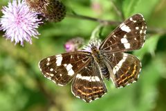 Landkärtchen - (Araschnia levana)