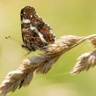 Landkärtchen (Araschnia levana)