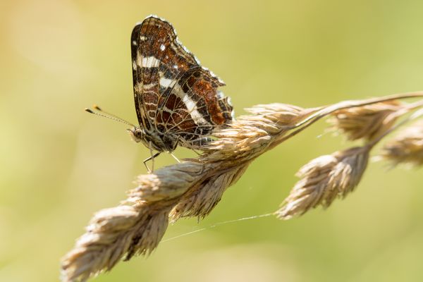 Landkärtchen (Araschnia levana)