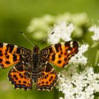 Landkärtchen (Araschnia levana)