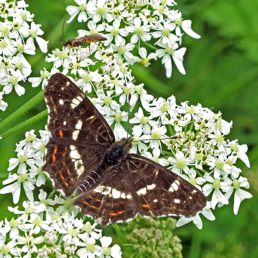 Landkärtchen (Araschnia levana) auf Engelwurz