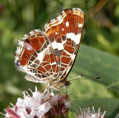 Landkärtchen (Araschnia levana) auf Oregano