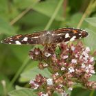 Landkärtchen (Araschnia levana) auf Oregano