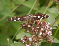 Landkärtchen (Araschnia levana) auf Oregano