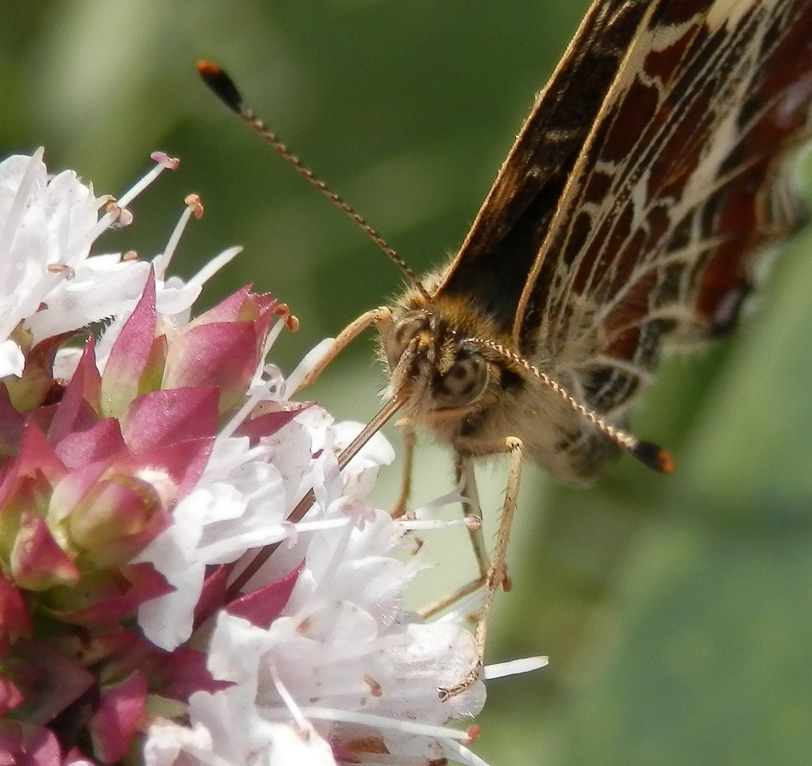 Landkärtchen (Araschnia levana) auf Oregano