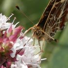 Landkärtchen (Araschnia levana) auf Oregano