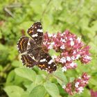 Landkärtchen (Araschnia levana) auf Oregano