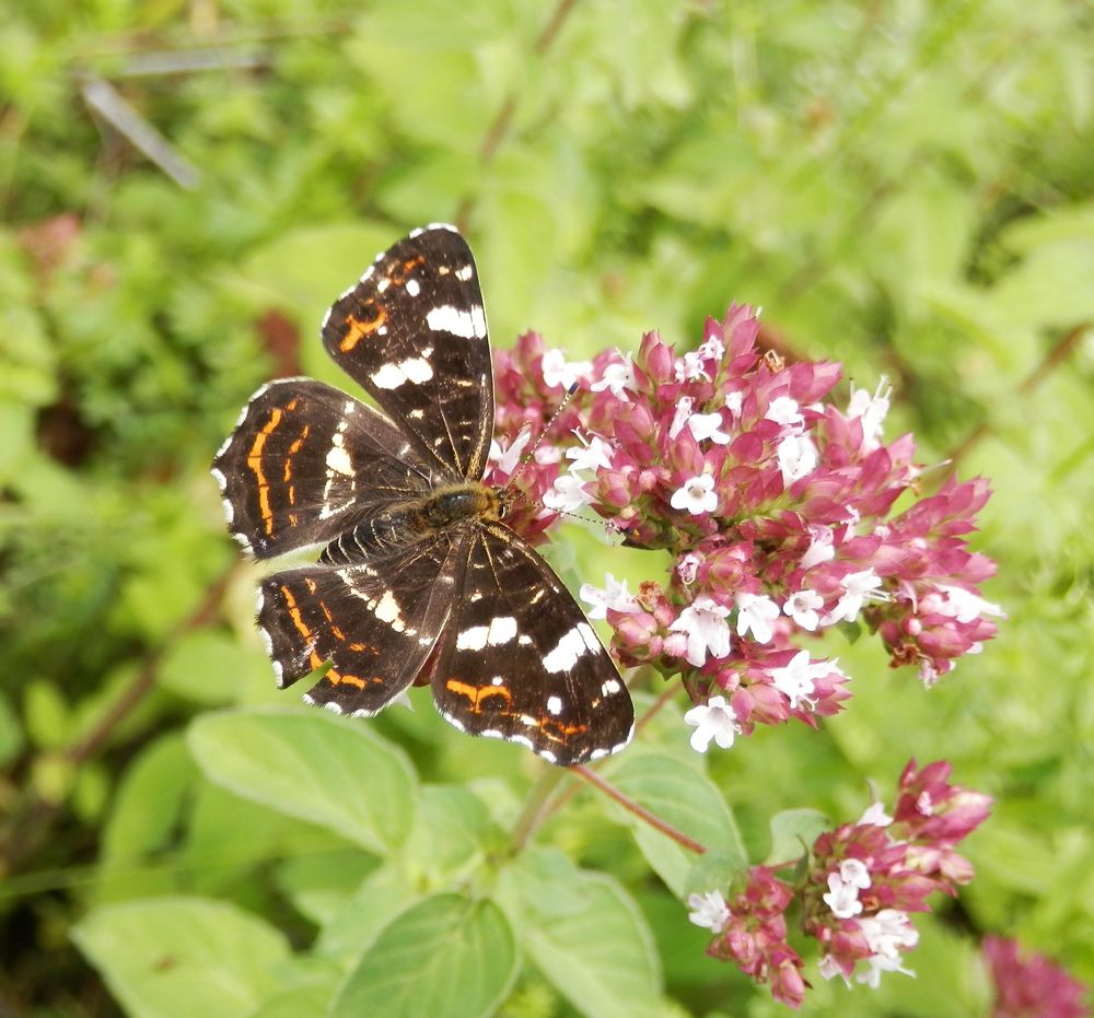 Landkärtchen (Araschnia levana) auf Oregano