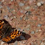 Landkärtchen (Araschnia levana)