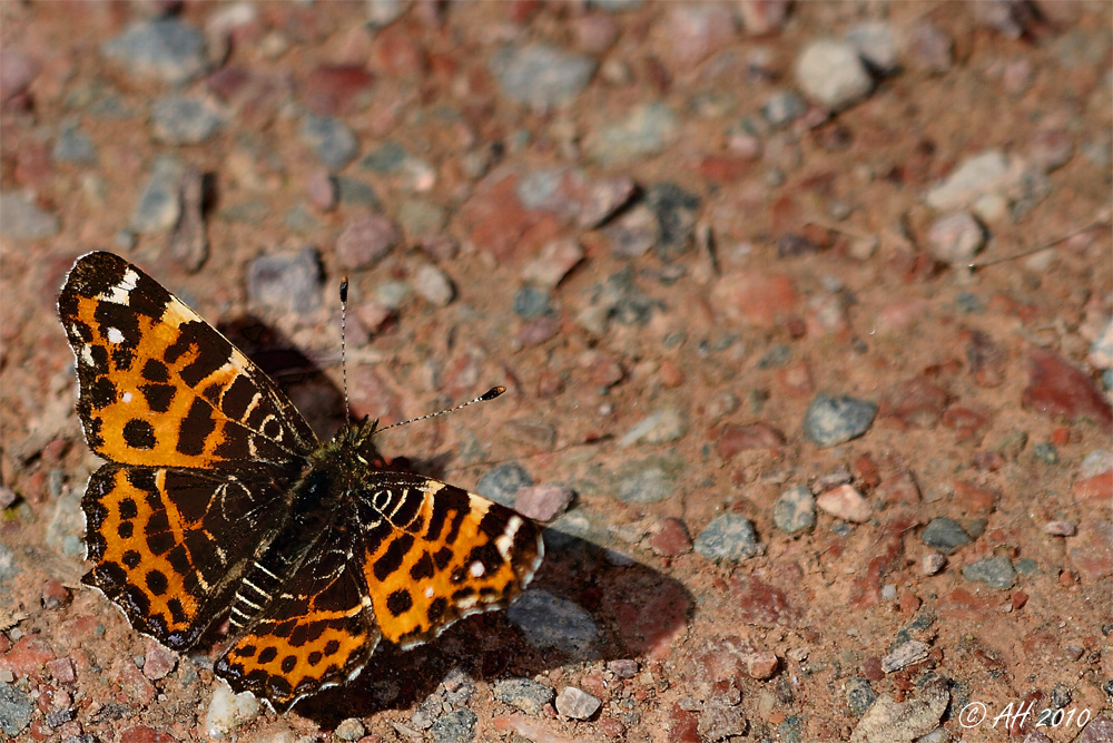 Landkärtchen (Araschnia levana)