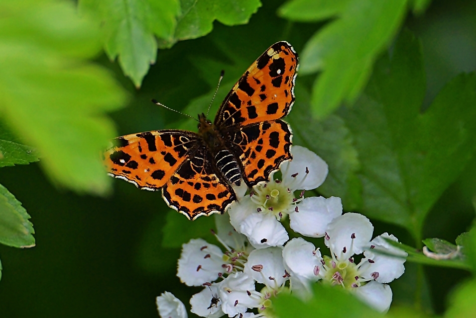 Landkärtchen (Araschnia levana)