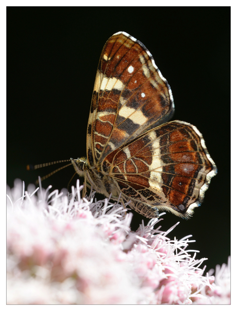 Landkärtchen  (Araschnia levana)