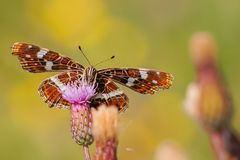 Landkärtchen (Araschnia levana)