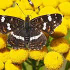 Landkärtchen (Araschnia levana) - "Carte Géographique" avec le petit syrphe à ses côtés.