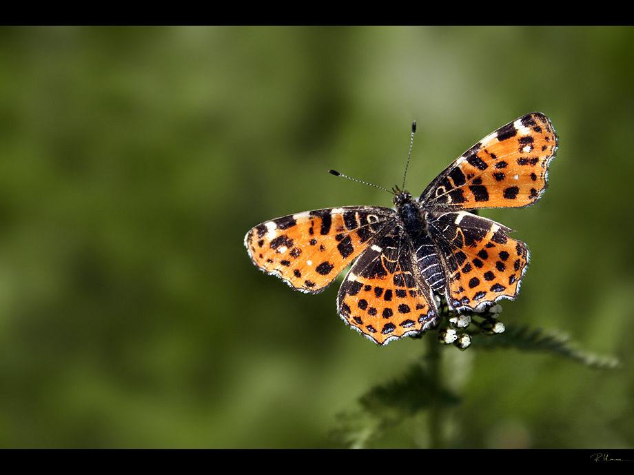 Landkärtchen (Araschnia levana)