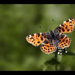 Landkärtchen (Araschnia levana)