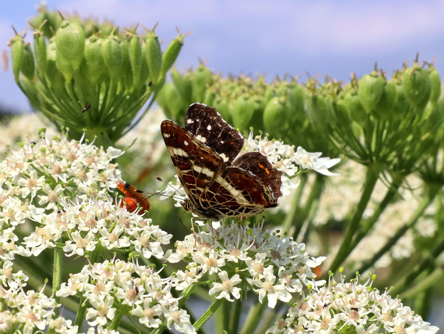 Landkärtchen (Araschnia levana) 