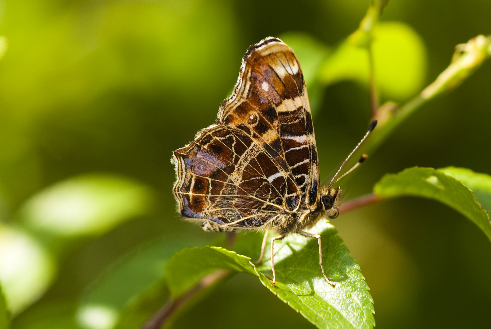 Landkärtchen (Araschnia levana)