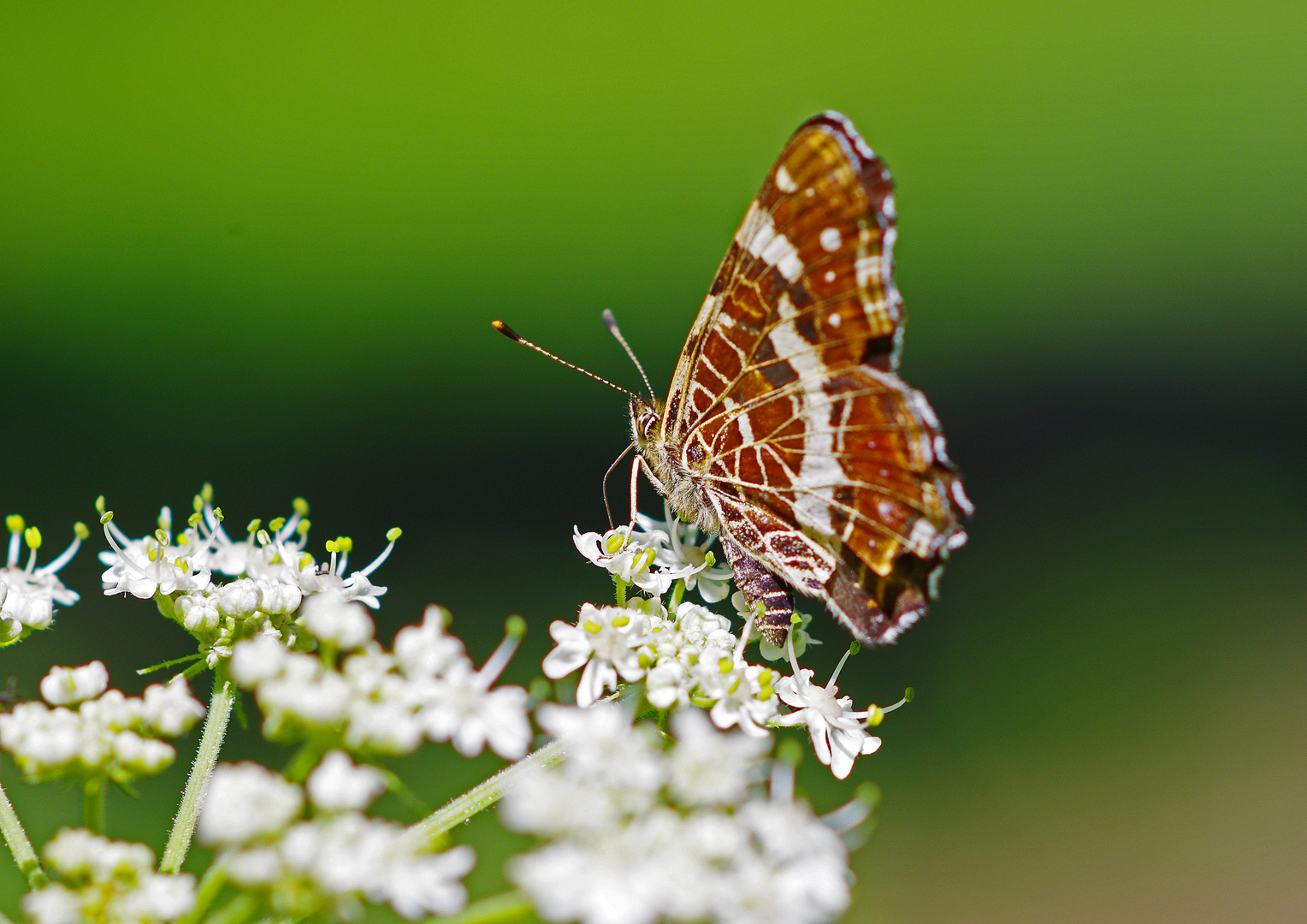 Landkärtchen (Araschnia levana)