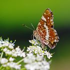 Landkärtchen (Araschnia levana)