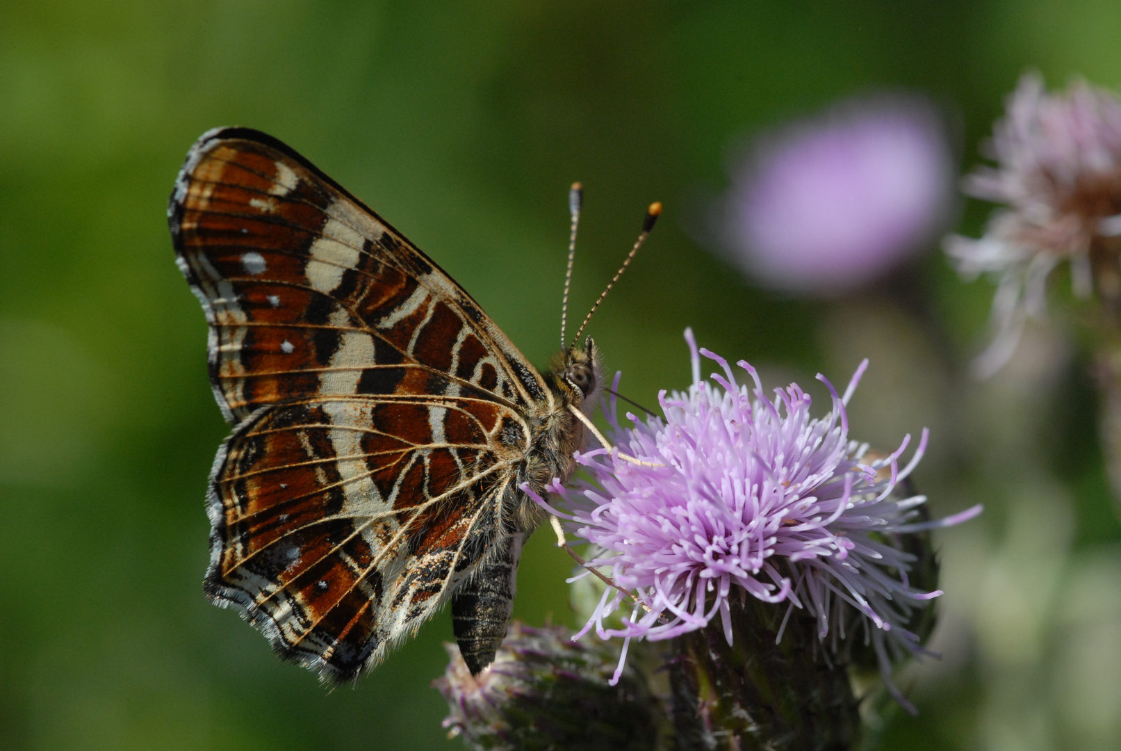 Landkärtchen ( Araschnia levana )