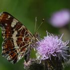 Landkärtchen ( Araschnia levana )