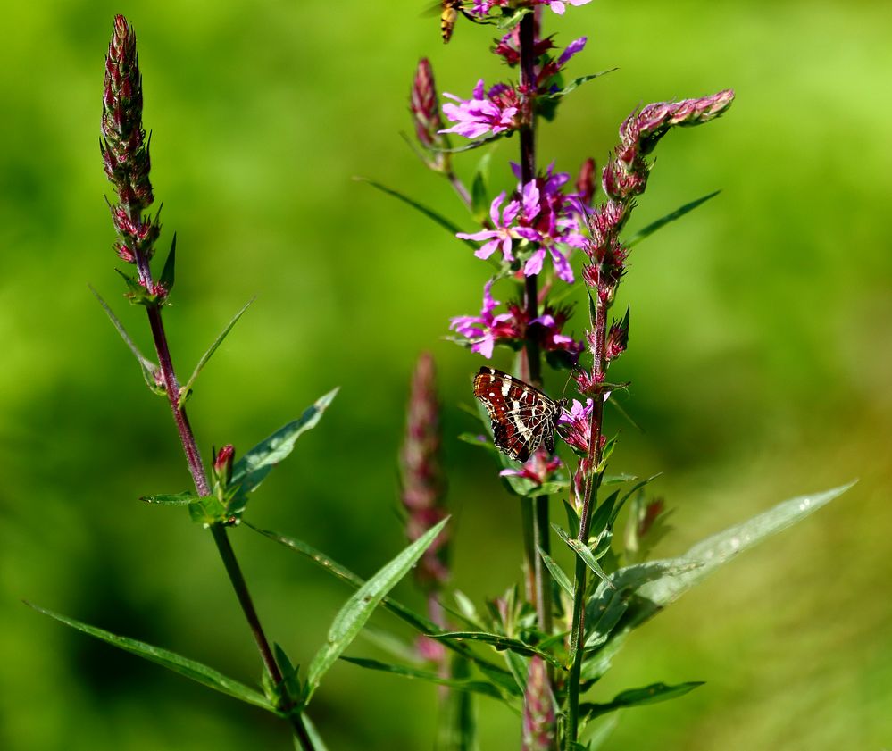 Landkärtchen (Araschnia levana)