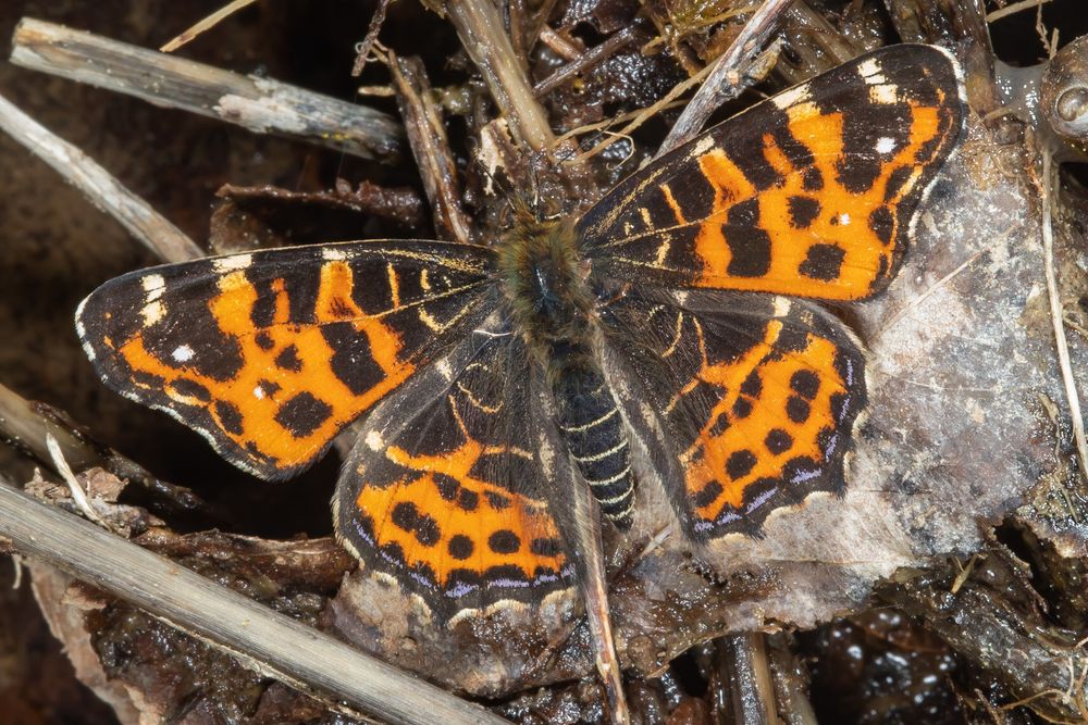 Landkärtchen (Araschnia levana f. levana)