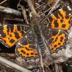 Landkärtchen (Araschnia levana f. levana)