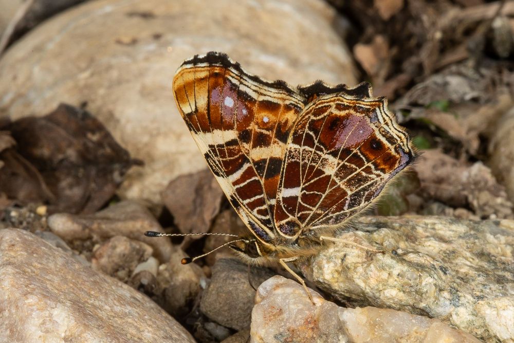 Landkärtchen (Araschnia levana f. levana)