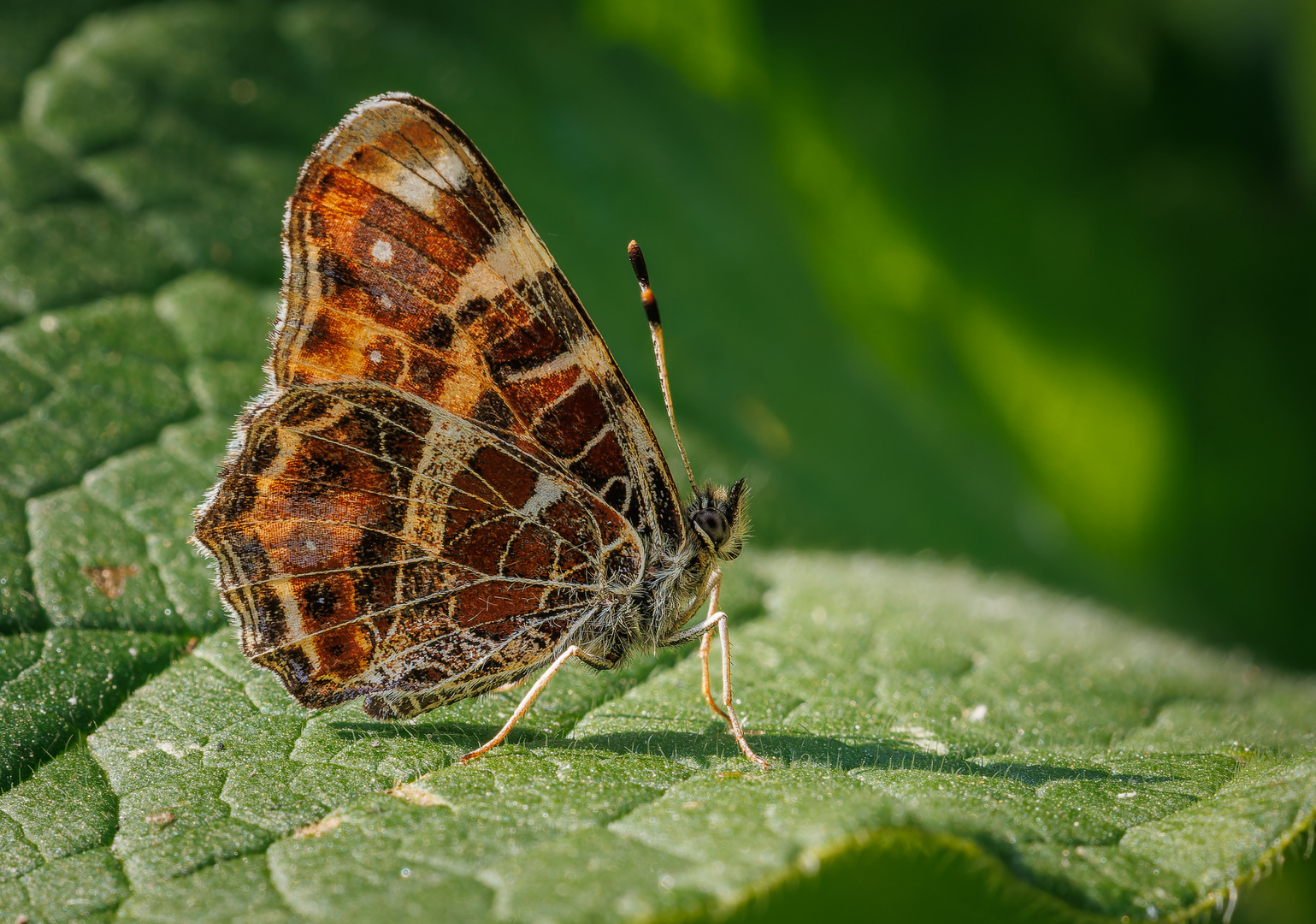 Landkärtchen (Araschnia levana f. levana), Frühlingsgeneration 