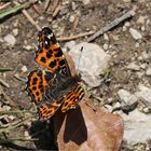 Landkärtchen (Araschnia levana f. levana) -  Frühlingsgeneration.