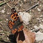 Landkärtchen (Araschnia levana f. levana) -  Frühlingsgeneration.