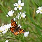 Landkärtchen (Araschnia levana f. levana), Frühlingsgeneration