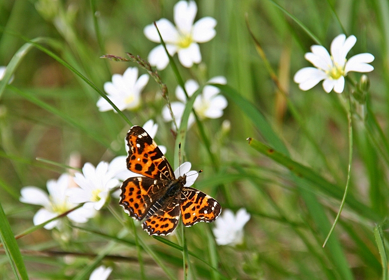 Landkärtchen (Araschnia levana f. levana), Frühlingsgeneration