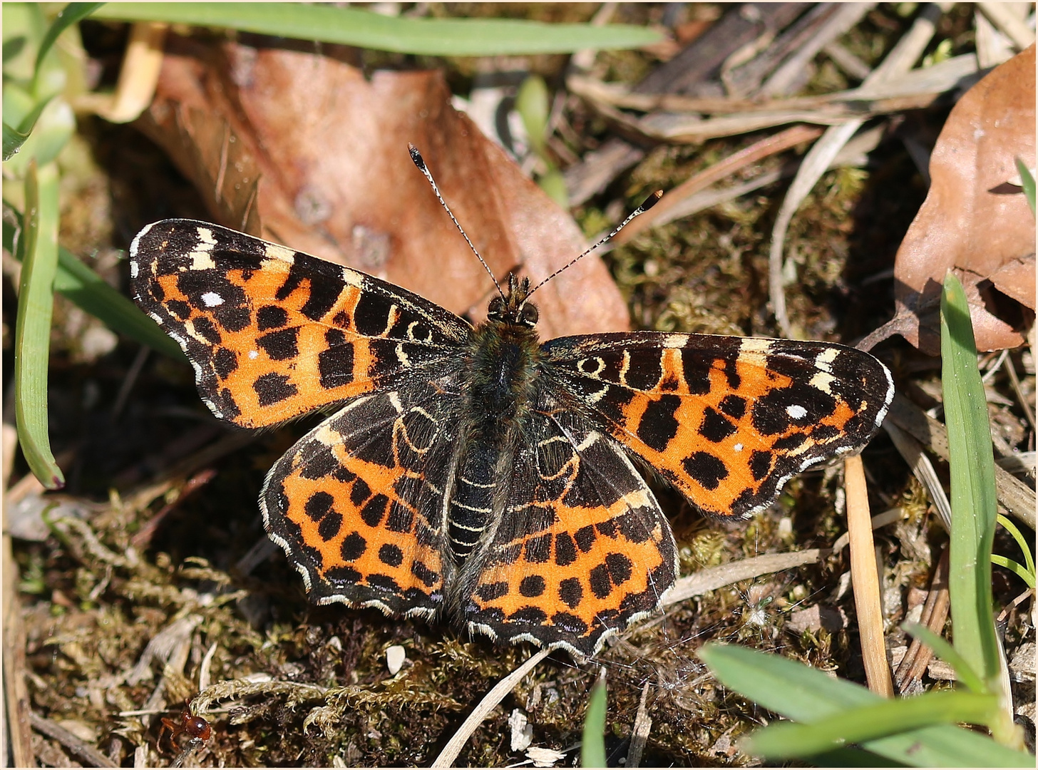 Landkärtchen (Araschnia levana f. levana) - Frühlingsgeneration