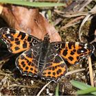 Landkärtchen (Araschnia levana f. levana) - Frühlingsgeneration