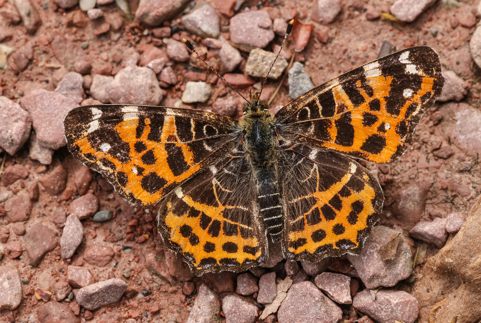 Landkärtchen (Araschnia levana f. levana), Frühlingsgeneration 