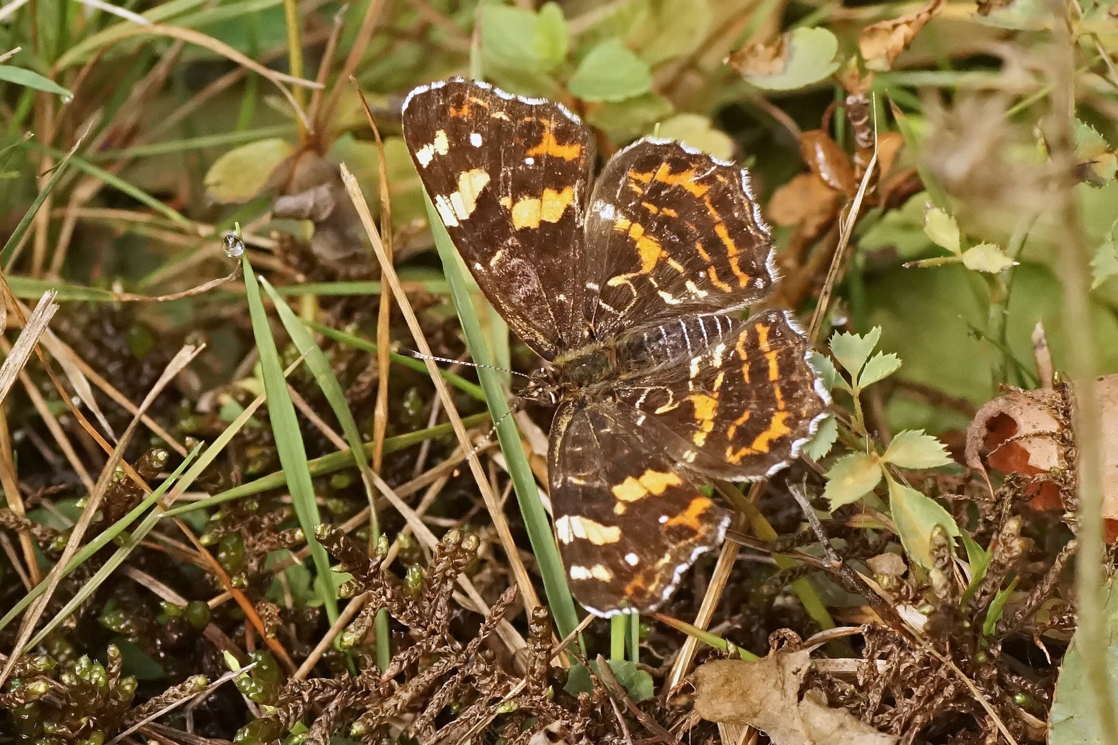 Landkärtchen (Araschnia levana f. porima)