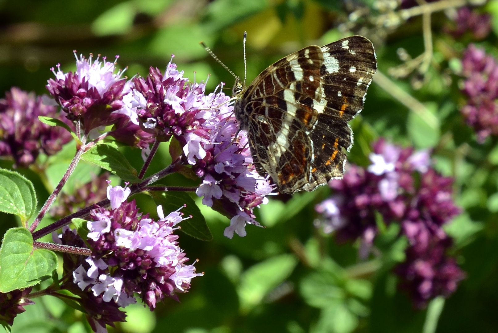 Landkärtchen (Araschnia levana f. prorsa) 1