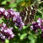 Landkärtchen (Araschnia levana f. prorsa) 1