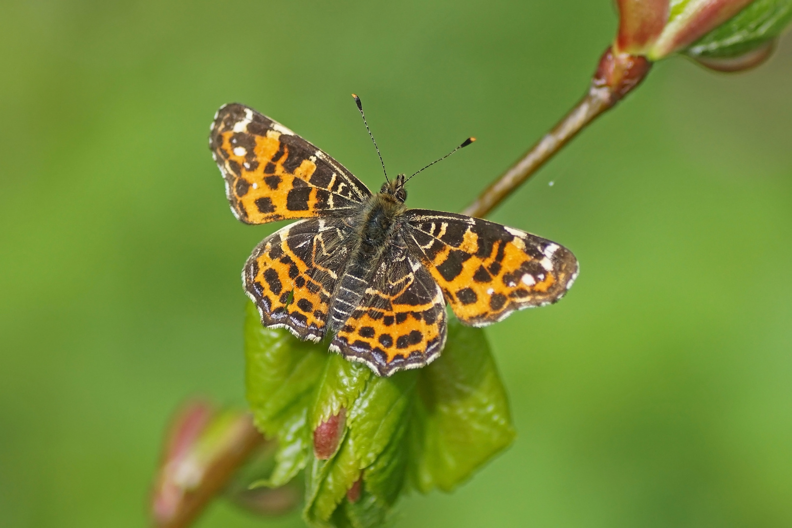 Landkärtchen (Araschnia levana)