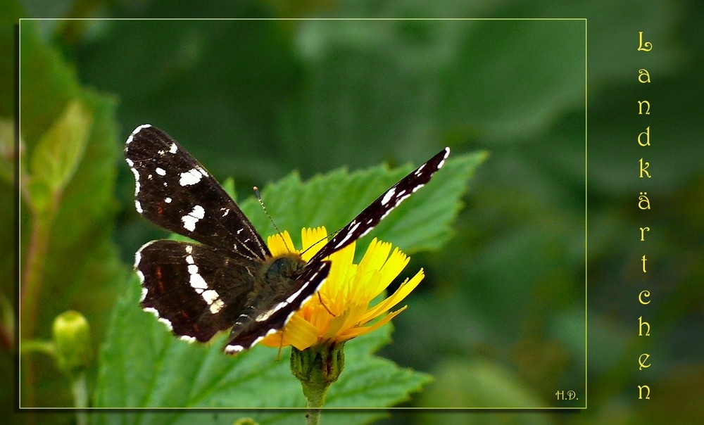 Landkärtchen (Araschnia levana)