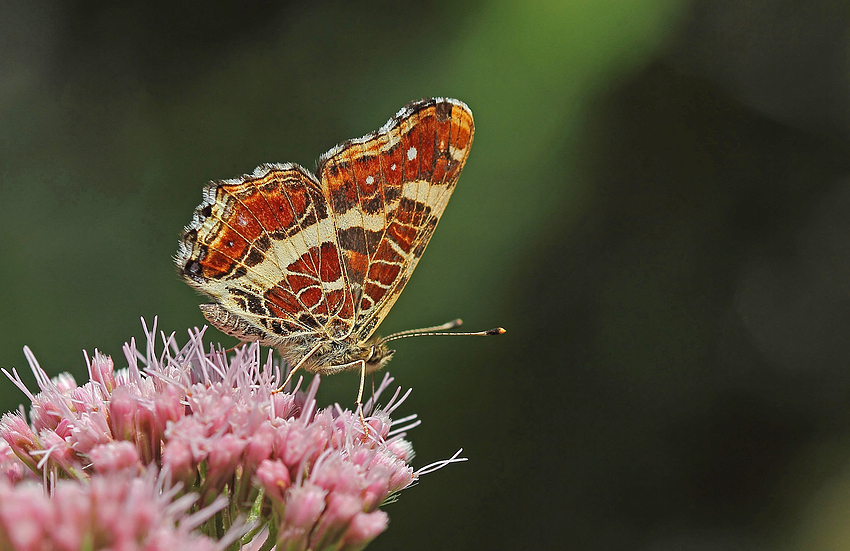 Landkärtchen (Araschnia levana)