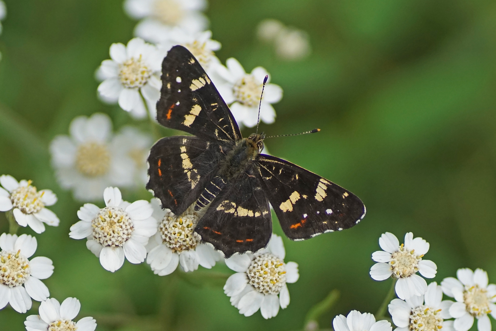 Landkärtchen (Araschnia levana f.prorsa)