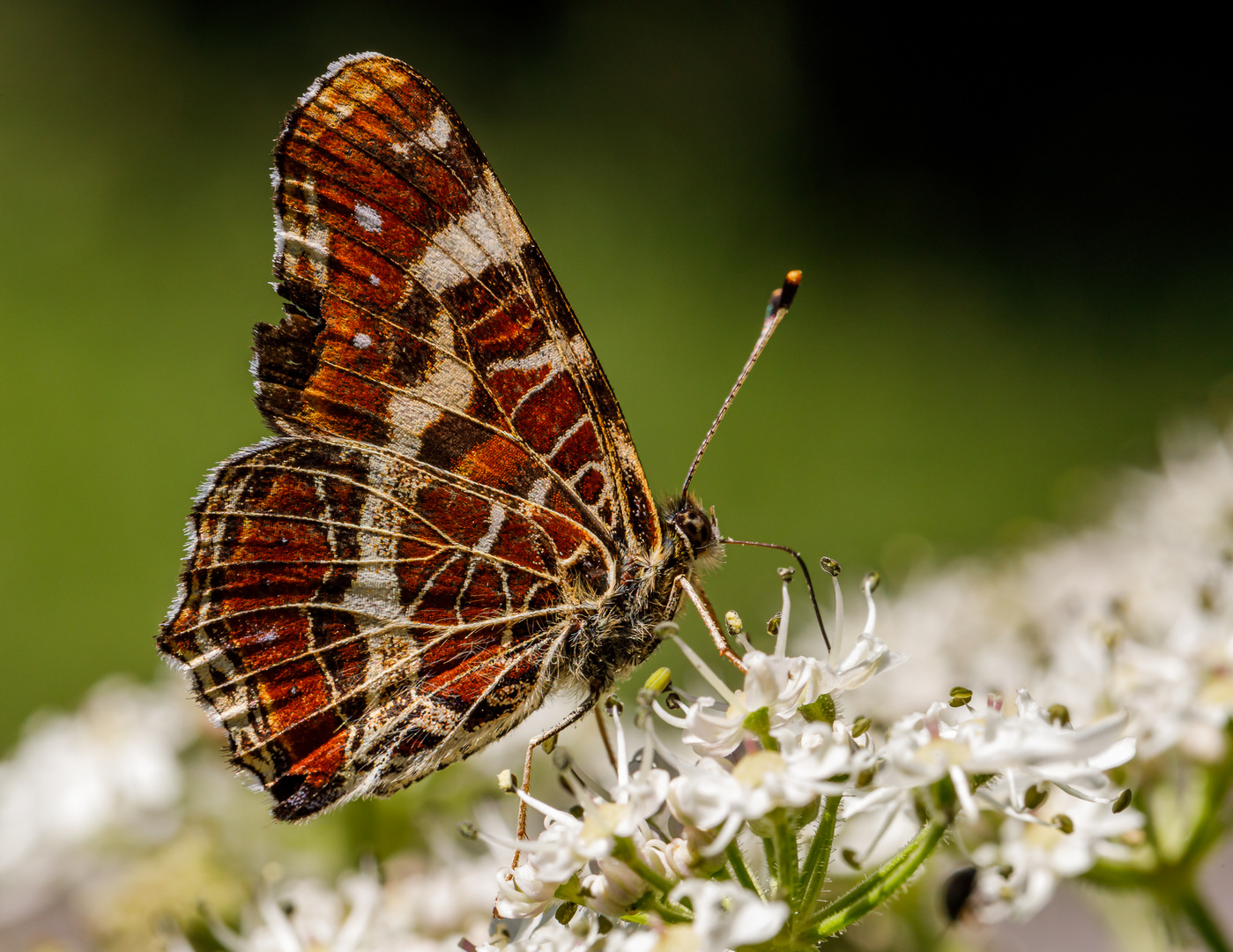 Landkärtchen (Araschnia levana f.prorsa)