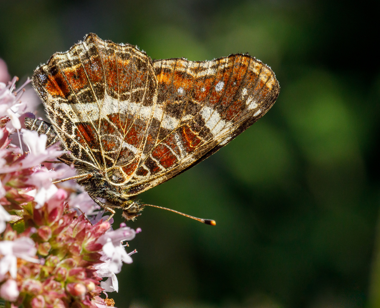 Landkärtchen (Araschnia levana f.prorsa) 