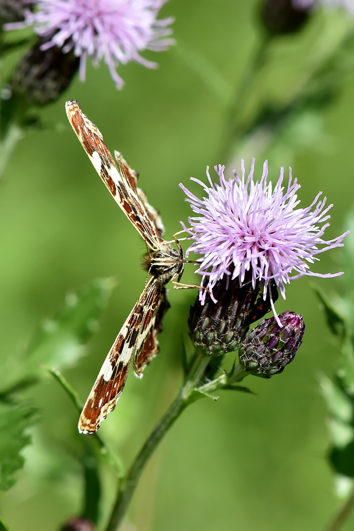 Landkärtchen - (Araschnia levana) Frontale