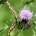 Landkärtchen - (Araschnia levana) Frontale